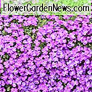 Rock Cress, False Rockcress, Flieder, Rainbow Rockcress, Alyssum Deltoideum, Steingartenpflanze, Steingarten mehrjährige, pflegeleichte Staude, lila Blüten, Blumenteppiche