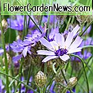 Catananche Caerulea, Cupid's Dart, blauer Cupidone, blaues Gänseblümchen, blau-geblühter Cupid's Dart, blauer Succory, Zwang der Liebe, Kornblume, Blume der Liebe, griechische Liebes-Pflanze, blaue Blumen