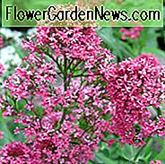 Centranthus Ruber, Roter Baldrian, Spanischer Baldrian, Spur Valerian, Jupiters Bart, Kuss-mich-schnell, Hübsche Betsy, Fuchsbürste, Deutsche Flieder, rote Blüten, Prunkblumen, mehrjährige Pflanze