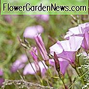 Convolvulus Althaeoides, Mallow Bindweed, mediterrane Pflanzen, tolerante Dürre Pflanze, mehrjährige Pflanze, rosa Blüten