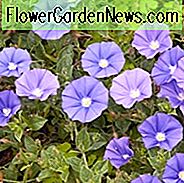 Convolvulus Sabatius, Bindekraut, Blue Rock Bindweed, gemahlener Windenwinde, Convolvulus mauritanicus, Convolvulus sabatius subsp. mauritanicus, mediterrane Pflanzen, tolerant gegen Trockenheit, immergrüner Strauch, blaue Blüten