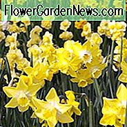Narzissenpieper, Narzisse 'Pipit', Jonquil 'Pipit', Jonquil Narzissen, Jonquilla Narzissen, Frühlingszwiebeln, Frühlingsblumen, Frühjahrsblüher