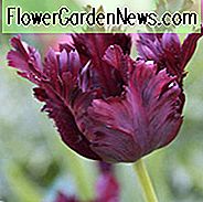 Tulipa Black Parrot, Tulpe 'Black Parrot', Papagei Tulip 'Black Parrot', Papagei Tulpen, Frühlingszwiebeln, Frühlingsblumen, Tulipe Black Parrot, Papagei Tulip, Black Tulip, Tulipe Perroquet