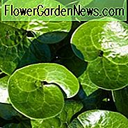 Asarum Europaeum, Europäischer Wild Ingwer, Asarabacca, Foalfoot, Fohlenfuß, Haselnuss, Wilder Ingwer, Wilder Nard, Schatten Stauden, Pflanzen für Schatten, Bodendecker, Bodendecker für Schatten