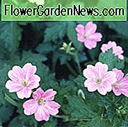Geranie Claridge Druce, Hardy Geranie Claridge Druce, Cranesbill Claridge Druce, Geranie x Oxonianum Claridge Druce, beste Geranien, beste Bodendecker, rosa Geranie