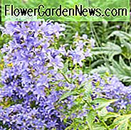 Campanula Lactiflora, Milchig Glockenblume, Cottage Gartenpflanzen