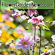 Japanische Anemonen, Windflowers, Anemone tomentosa, Traubenblatt Anemonen, Anemone x Hybrida, Herbstblumen, Herbst Stauden, weiße Blüten, rosa Blüten