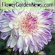 Dahlia Que Sera, Que Sera Dahlia, Anemone Dahlias, Dahlias, Bicolor Dahlias, Dahlia Knolde, Dahlia Løg, Dahlia Blomst, Dahlia Blomster, sommerløg, Lilla Dahlias, Lavendel Dahlia, Lilac Dahlia