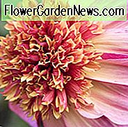 Dahlia Phantom, Phantom Dahlia, Anemone Dahlias, Dahlias, Bicolor Dahlias, Dahlia Knolde, Dahlia Løg, Dahlia Blomst, Dahlia Blomster, sommerløg, Pink Dahlias, Lavendel Dahlia, Lilac Dahlia