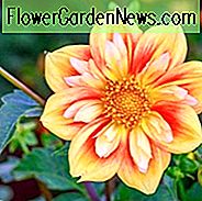 Anemone Dahlias, Collarette Dahlias, Smukke Dahlias, Bedste Dahlias, Top Dahlias, Store Dahlias, Dahlia Tubers, Dahlia Pærer, Dahlia Blomst, Dahlia Blomster, Sommerpærer