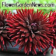 Cactus Dahlias, Semi Cactus Dahlias, Smukke Dahlias, Bedste Dahlias, Top Dahlias, Store Dahlias, Dahlia Tubers, Dahlia Pærer, Dahlia Blomst, Dahlia Blomster, Sommerpærer