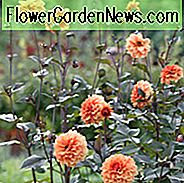 Dahlia med mørk løv, mørke leaved dahlias, Dahlia biskop, Dahlia biskop af Llandstaff, Dahllia David Howard, Dahlia fascination, Dahlia Moonfire, Dahlia Mystic Spirit
