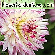 Dekorative Dahlias, Dekorative Formelle Dahlias, Dekorative Uformelle Dahlias, Smukke Dahlias, Bedste Dahlias, Top Dahlias, Store Dahlias, Dahlia Tubers, Dahlia Pærer, Dahlia Flower, Dahlia Flowers, Summer Bulbsall disse