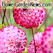 Pompon Dahlias, Ball Dahlias, Smukke Dahlias, Bedste Dahlias, Top Dahlias, Store Dahlias, Dahlia Tubers, Dahlia Pærer, Dahlia Flower, Dahlia Flowers, Summer Pærer