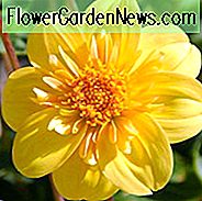 Dahlia 'Impression Fortuna', 'Impression Fortuna' Dahlia, Collarette Dahlias, Impression Dahlias, Gule Dahlias, Dahlia Knolde, Dahlia Løg, Dahlia Blomst, Dahlia Blomster, sommerpærer