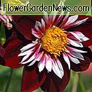 Dahlia Night Butterfly, Night Butterfly Dahlia, Collarette Dahlias, Dahlias, Røde Dahlia Blomster, Bicolor Dahlias, Dahlia Tubers, Dahlia Pærer, Dahlia Blomst, Dahlia Blomster, Summer Pærer