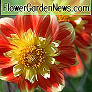 Dahlia 'Pooh', 'Pooh' Dahlia, Collarette Dahlias, Dahlias, Røde Dahlia Blomster, Bicolor Dahlias, Dahlia Knolde, Dahlia Pærer, Dahlia Blomst, Dahlia Blomster, Sommerpærer