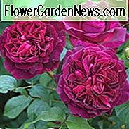 Rose 'Munstead Wood', Rosa 'Munstead Wood', Englische Rose 'Munstead Wood', David Austin Rose, Englische Rosen, Strauchrosen, Redroses, Containerrosen, AGM Roses