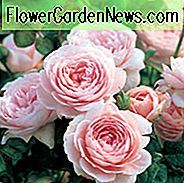 Rosenkönigin von Schweden, Rosa Königin von Schweden, Englische Rosenkönigin von Schweden, David Austin Rosen, Englische Rosen, Englische Rose, Strauchrosen, Rosenbüsche, Gartenrosen, rosa Rosen