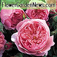 Rose Alnwick Rose, Rose Alnwick Rose, Rose Englisch Rose Alnwick, David Austin Rosen, englische Rosen, Rosenbüsche, sehr duftende Rosen, Gartenrosen, rosa Rosen