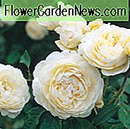 Rosa Windermere, Rosa Windermere, englische Rose Windermere, David Austin Rose, englische Rose, duftende Rosen, Strauchrosen, weiße Rosen, cremige Rosen