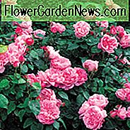 Beste David Austin Rosen, David Austin Rosen für Hecken, große Rosen, Top Roses, beste Rosen für Hecken, Rosenhecken, blühende Hecken, Heckenrosen