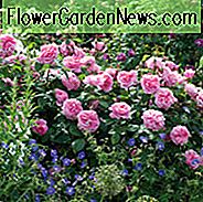 Beste David Austin Rosen, David Austin Rosen für Borders, Tolle Rosen, Top Roses, Beste Rosen für gemischte Grenzen, Rosenborten, Strauchrosen
