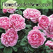 Rosa Bischofsburg, Rosa Bischofsburg, Englische Rose Bischofsburg, David Austin Rose, Englische Rose, Duftende Rosen, Strauchrosen, Rosa Rosen