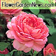 Rose Jubilee Celebration, Rosa Jubilee Celebration, englische Rose Jubilee Celebration, David Austin Rosen, englische Rosen, englische Rose, Strauchrosen, Rosenbüsche, Gartenrosen, rosa Rosen