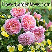 Rosa Anne Boleyn, Rose Anne Boleyn, Engelsk Rose Anne Boleyn, David Austin Rose Anne Boleyn, Duftende Roser, Buskroser, Pink Roser, Rose Bushes, Garden Roses, Rose Por Potter, Roser til beholdere