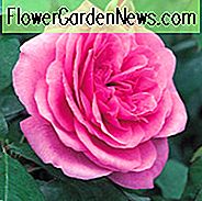 Rose Gertrude Jekyll, Rosa 'Gertrude Jekyll', Engelsk Rose 'Gertrude Jekyll', David Austin Roser, Engelske Roser, Pinkroser, Gertrude Jekyll, Duftende Roser, Rose Bushes, Haveroser, De fleste duftende roser