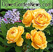 Rose Golden Celebration, Rosa 'Golden Celebration', engelsk Rose 'Golden Celebration', David Austin Roser, engelske roser, gule roser, buskroser, rosenbusker, haveroser, meget duftende roser