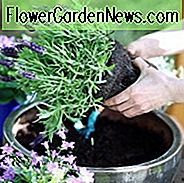 Lavendel i potter, Lavendel i beholdere, Engelsk Lavendel, Spansk lavendel, Fransk Lavendel, Almindelig Lavendel, Sand Lavendel, Lavandula Angustifolia, Lavandula Stoechas, Hvordan man kan vokse lavendel, Hvordan man skal passe lavendel