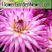 Dahlie 'Ace Summer Emotionen', 'Ace Summer Emotionen' Dahlia, Semi Cactus Dahlien, Teller Dahlien, rosa Dahlien, lila Dahlien, Dahlienknollen, Sommerzwiebeln,