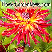 Dahlie 'Bora Bora', 'Bora Bora' Dahlie, Kaktus Dahlien, zweifarbige Dahlien, rote Dahlien, gelbe Dahlien, Dahlienknollen, Dahlienknollen, Dahlien, Dahlien, Sommerzwiebeln