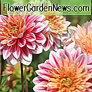 Dahliengartenschau, Gartenschau Dahlie, Anemonen-Dahlien, Dahlien, zweifarbige Dahlien, Dahlienknollen, Dahlienknollen, Dahlien, Dahlien, Sommerzwiebeln, rote Dahlien