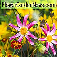 Dahlia Honka, 'Honka Surprise' Dahlie, Orchidee Dahlien, Stern Dahlien, verschiedene Dahlien, rosa Dahlien, Dahlien, Dahlien, Dahlien, Dahlien, Sommerzwiebeln