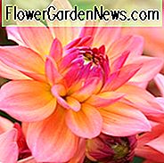 Dahlia Melody Dora, Melodie Dora Dahlia, dekorative Dahlien, Dahlie für Borten, Dahlie für Container, Dahlia zum Schneiden, Coral Dahlien, Orange Dahlien, Dahlie mit dunklem Laub, dunkelblättrige Dahlien, Dahlienknollen, Dahlienknollen, Dahli