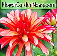 Dahlie 'Galerie Art Deco', Galerie Art Déco Dahlia, Dekorative Dahlien, Galerie Serie, AGM Dahlia, Orange Dahlien, Korallen Dahlien, Dahlienknollen, Dahlien, Dahlien, Dahlien, Sommerzwiebeln