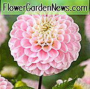 Dahlia 'Little William', 'Little Willem' Dahlie, Dahlia 'Little Willem', 'Little William' Dahlie, Pompon Dahlien, rosa Dahlien, rote Dahlien, Dahlienknollen, Dahlienknollen, Dahlien, Dahlien, Sommerzwiebeln