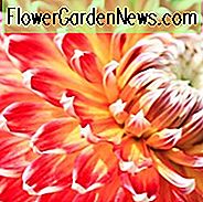 Dahlie 'Akita', 'Akita' Dahlie, Diverse Dahlien, Dahlien, Dahlien, Dahlien, Dahlienknollen, Sommerzwiebeln