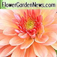 Dahlie 'Apricot Desire', 'Apricot Desire' Dahlie, Seerose Dahlien, Waterlily Dahlien, Aprikosen Dahlien, Dahlia Knollen, Dahlien, Dahlien, Dahlien, Sommerzwiebeln