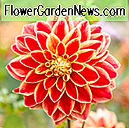 Dahlie 'Caballero', 'Caballero' Dahlie, Seerose Dahlien, Seerose Dahlien, rote Dahlien, Dahlien, Dahlienknollen, Dahlien, Dahlien, Dahlien, Sommerzwiebeln