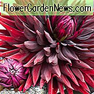 Dahlie 'Chat Noir', 'Chat Noir' Dahlie, Dahlie Schwarze Katze, Schwarze Katze Dahlie, Schwarze Dahlie, Schwarze Dahlie, Halbkaktus Dahlie, Rote Dahlien, Schwarze Dahlien, Dahlienknollen, Sommerzwiebeln