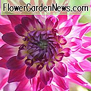 Dahlie 'Dutch Explosion', 'Holländische Explosion' Dahlie, Kaktus Dahlien, Bicolor Dahlia Blumen, lila Dahlien, Dahlia Knollen, Dahlien, Dahlien, Dahlien, Sommerzwiebeln