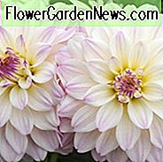 Dahlia 'Gallery Monet', GalerieMonet Dahlia, dekorative Dahlien, Galerie-Serie, weiße Dahlien, Dahlie Knollen, Dahlien, Dahlien, Dahlien, Sommerzwiebeln