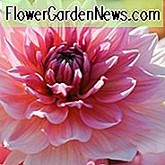 Dahlia 'Ottos Thrill', 'Ottos Thrill' Dahlie, dekorative Dahlien, Dahlien, Dahlien, Dahlien, Dahlien, Dahlien, Dahlien, Dahlien, Dahlien, Dahlien, Dahlien