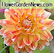 Dahlie 'Pfirsiche und Sahne', 'Pfirsiche und Sahne' Dahlie, Dekorative Dahlien, Dahlien, Dahlien, Dahlien, Dahlien, Dahlien, Dahlien, Dahlien, Dahlien, Dahlien, Dahlien, Dahlien