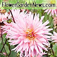 Dahlienpräferenz, Präferenz-Dahlie, Halbkaktus-Dahlien, Dahlien zum Schneiden, rosa Dahlien, Sommerzwiebeln, Creme-Dahlien
