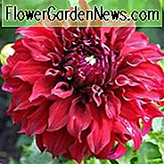 Dahlia Spartacus, Spartacus Dahlia, dekorative Dahlien, Dahlien, Dahlien, Dahlien, Dahlien, Dahlien, Dahlien, Dahlien, Sommer Dahlien